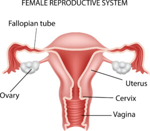 Illustration of human female reproductive organs with uterus, ovaries, fallopian tubes, vagina, cervix included