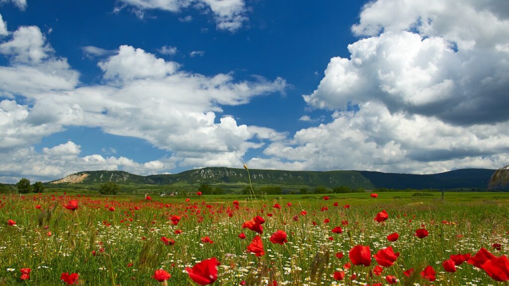poppy field, clouds, landscape-507422.jpg. Blog graphic for blog post for awomansoutlook.com